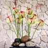 Anthurium cut plants