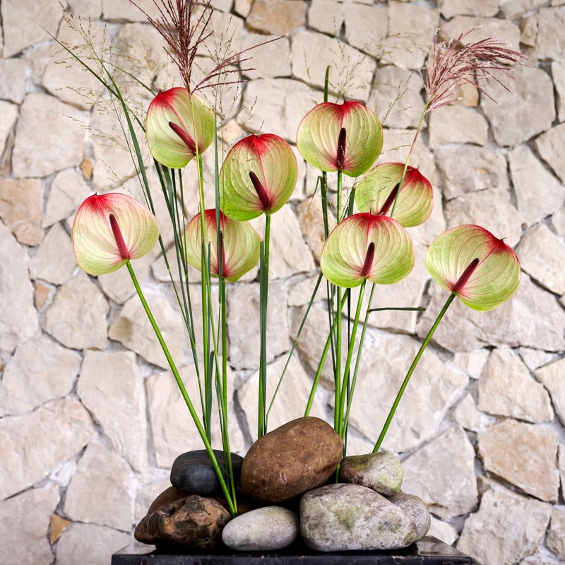 Anthura Arndt | breeder of anthuriums, orchids and bromeliads