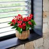 Anthurium pot plants