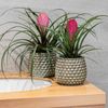 Bromelia pot plants