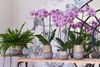 phalaenopsis_800