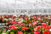anthurium_1440