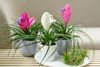 bromelia_mix_bianchini_anita_20247