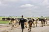 Cow on a Dutch cheese farm