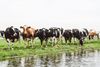 Cows in the meadow