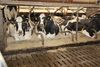 Cows on a Dutch cheese farm