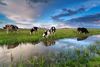 Cows in the meadow