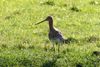 black-tailed-godwit-7086064