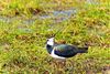 lapwing-1668958