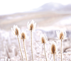 iStock-946462544