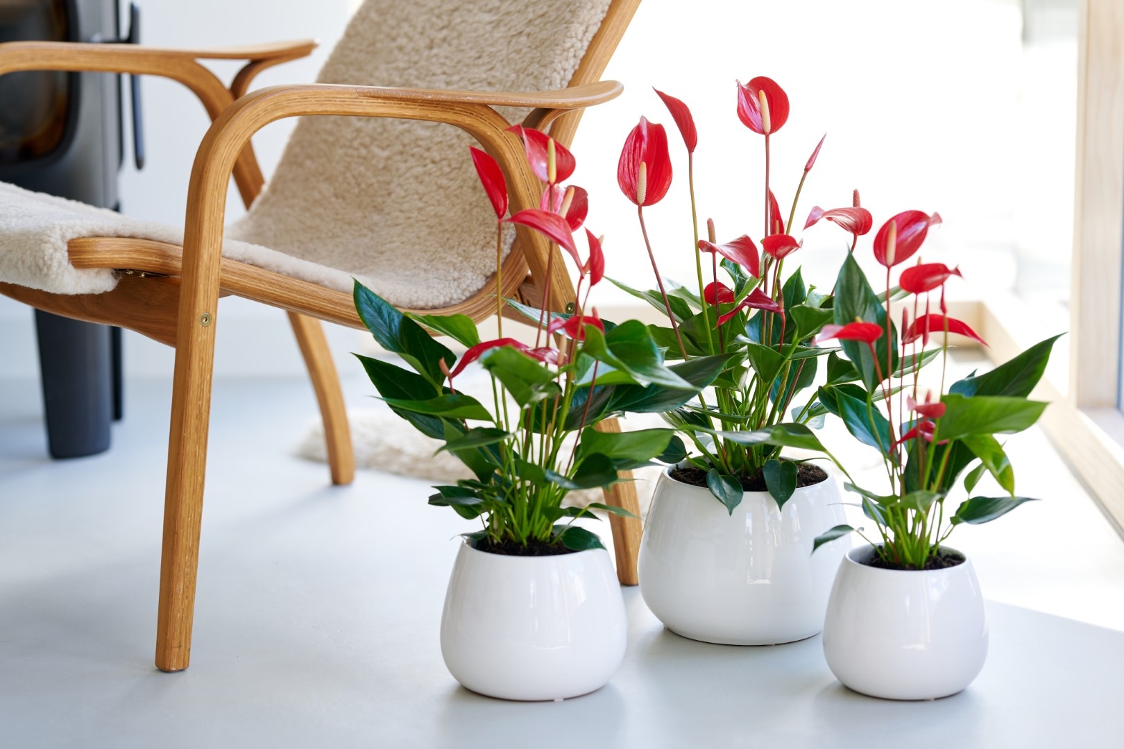 Banderola® Roja® Anthurium pot plants Anthura