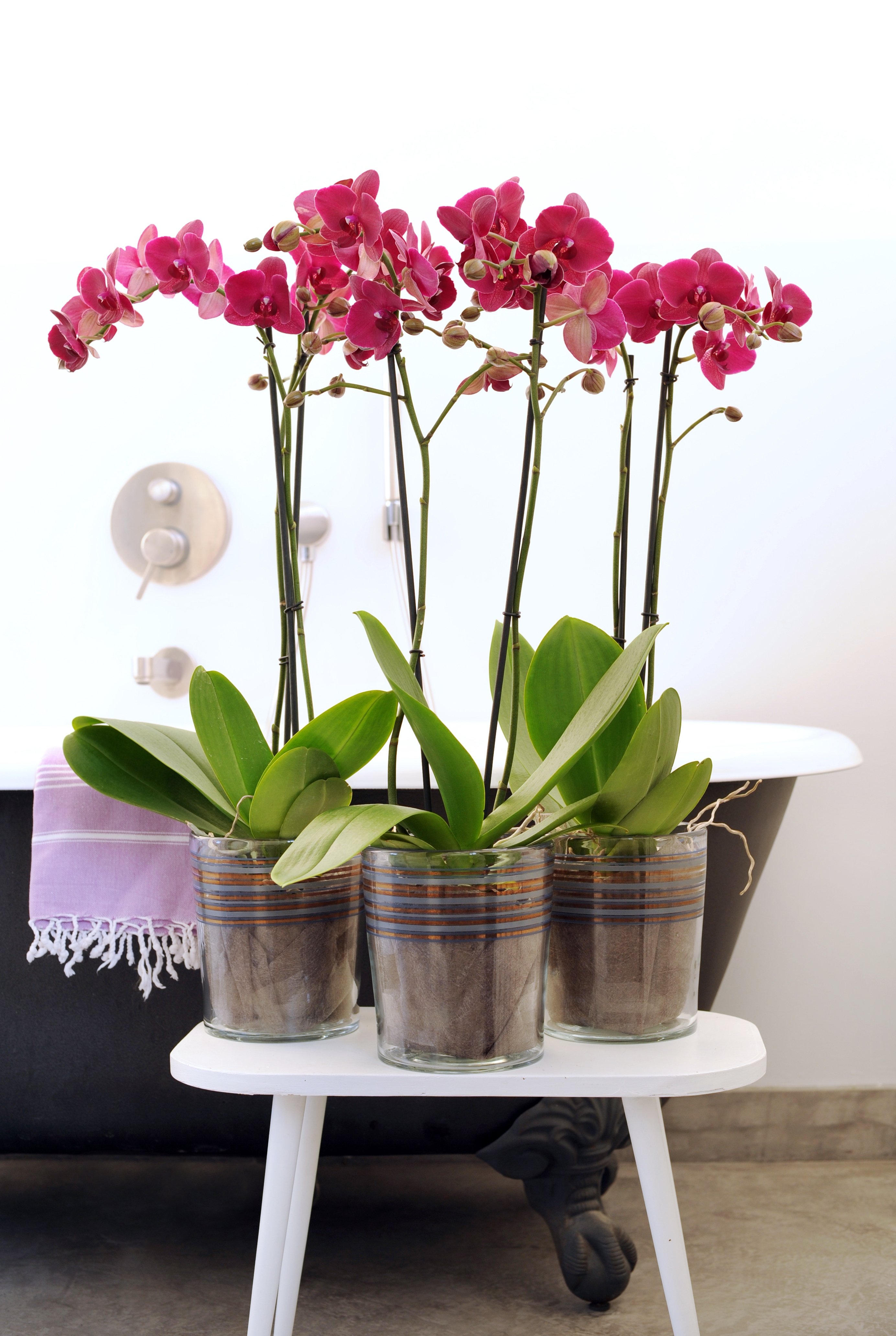 Кашпо для орхидей. Пластиковые горшки для орхидей. Какой размер горшка для орхидей. Горшок кашпо для орхидей. Горшок прозрачный.