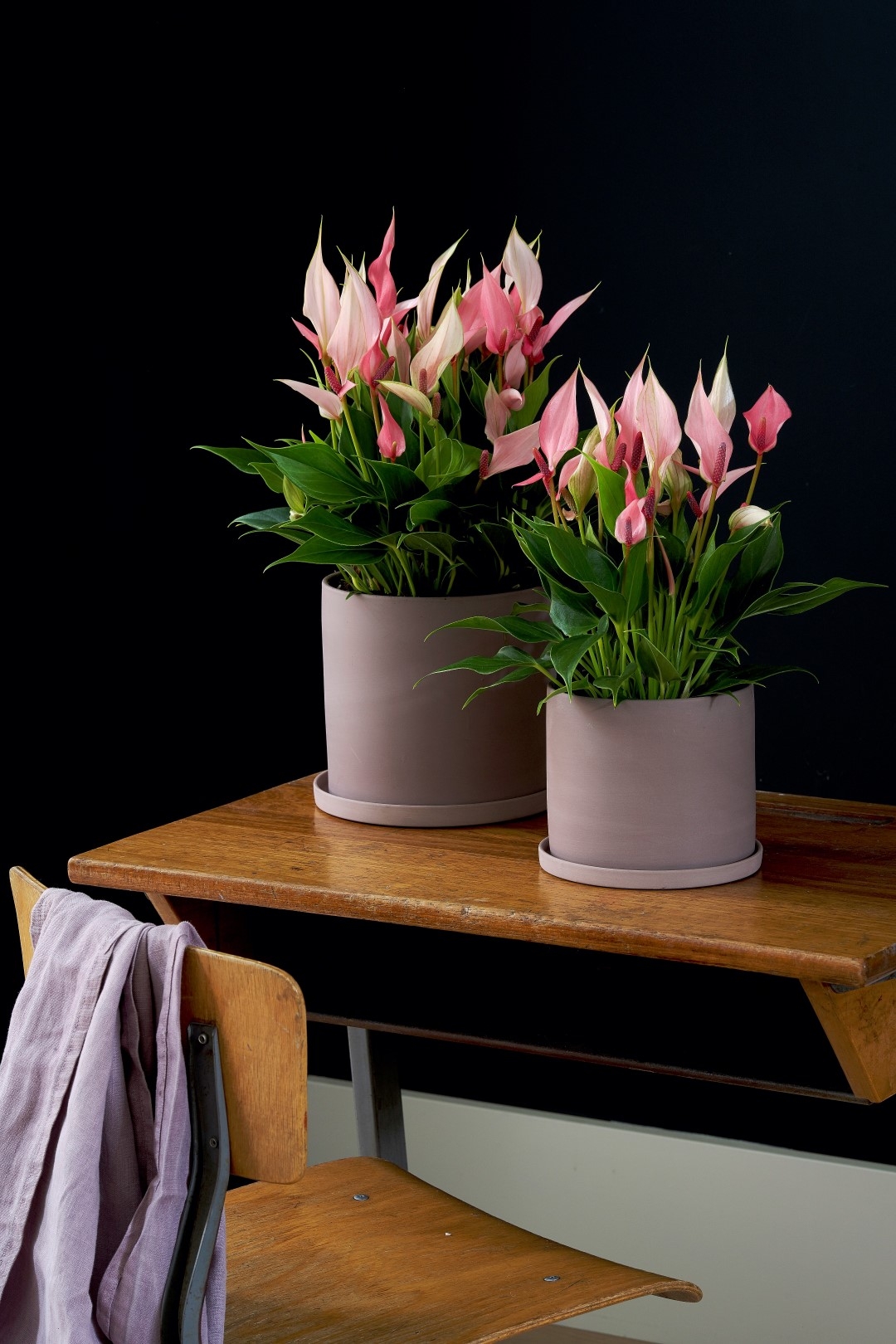 Lilli - Anthurium pot plants | Anthura