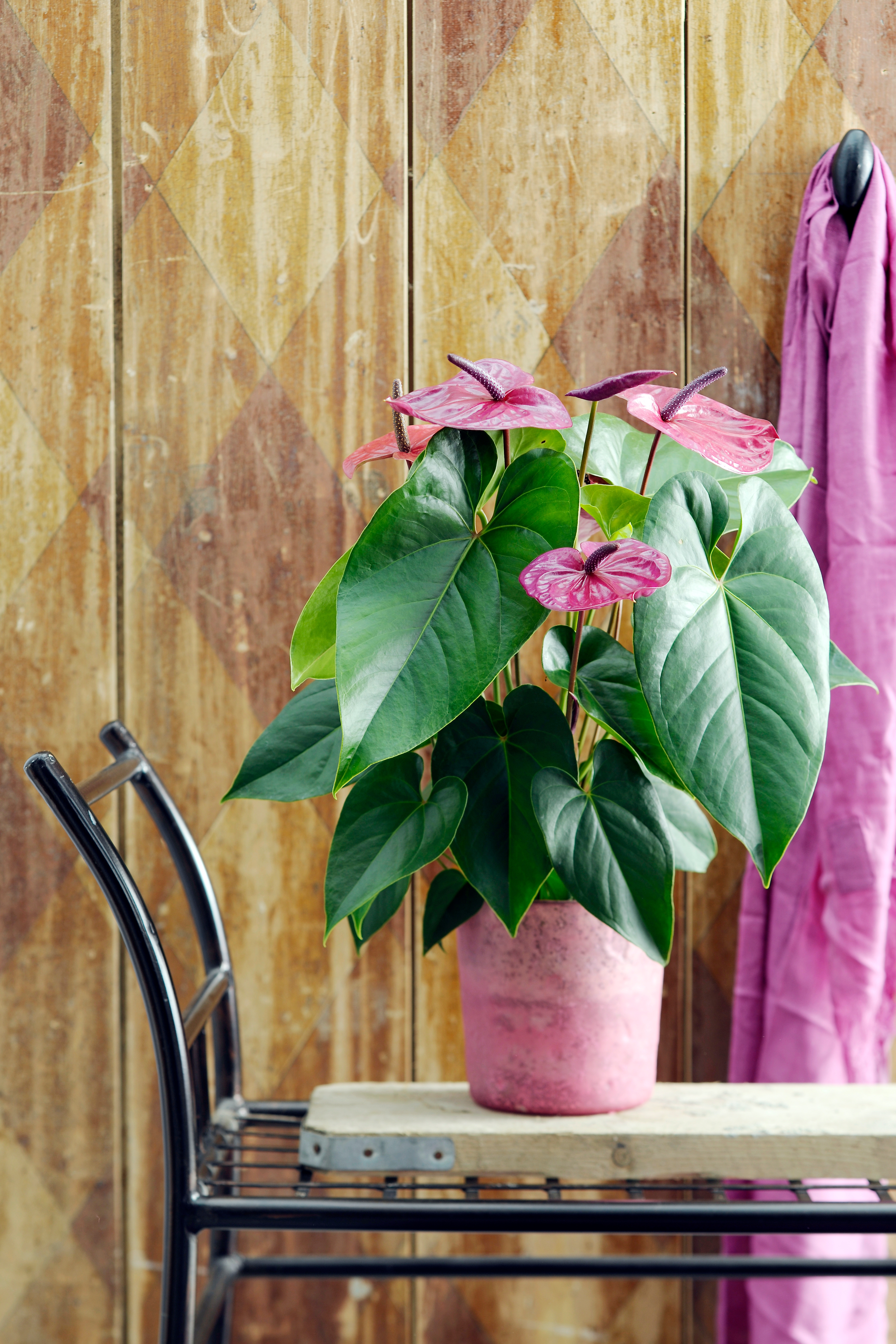 large hanging planters for indoor plants Hanging Planter Linea Lined White Large at SPROUT HOME main image 1