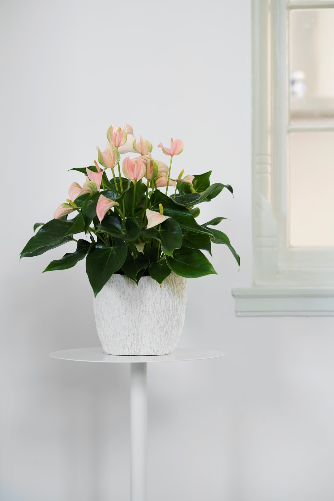 Joli Peach - Anthurium pot plants | Anthura