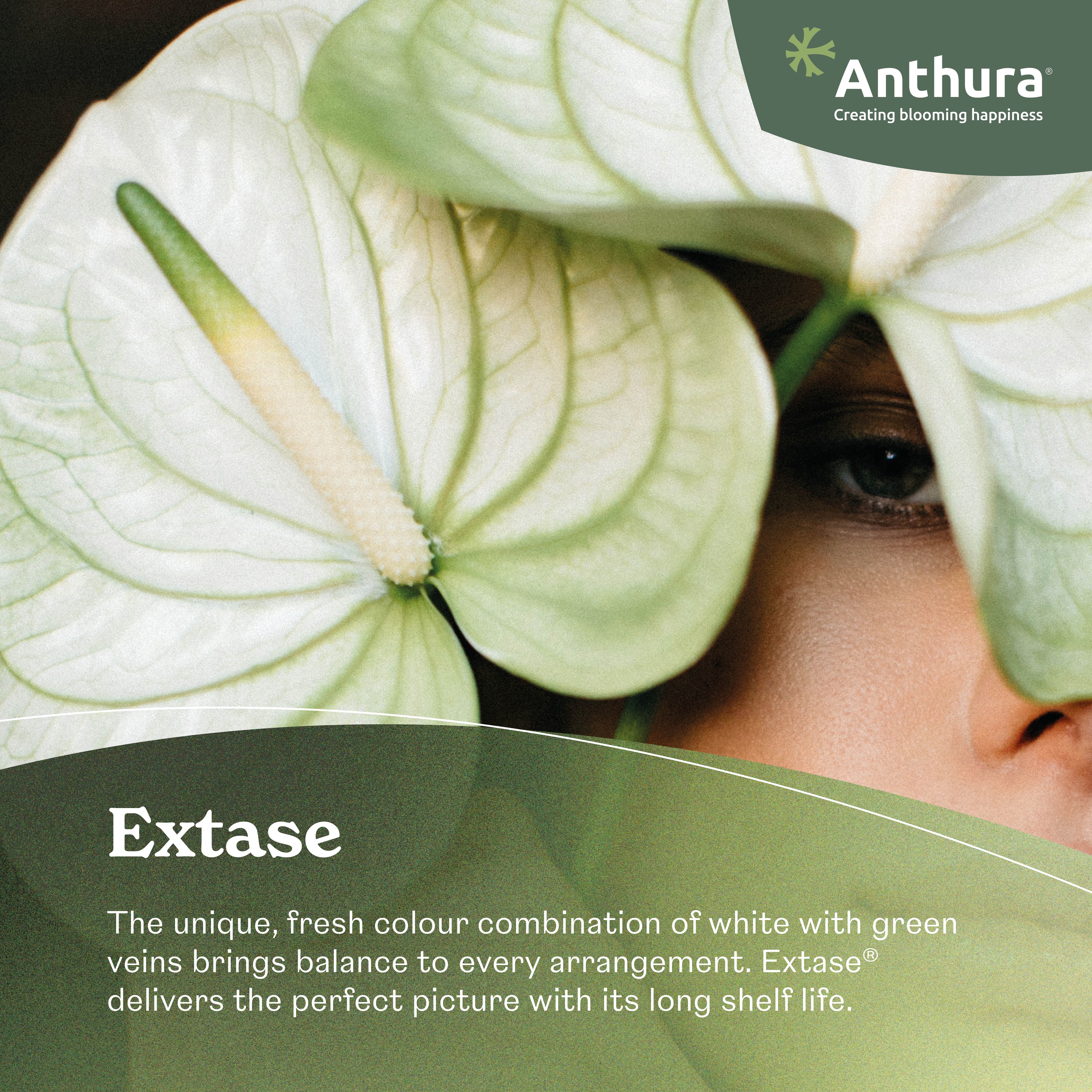 Extase - Anthurium cut flowers | Anthura