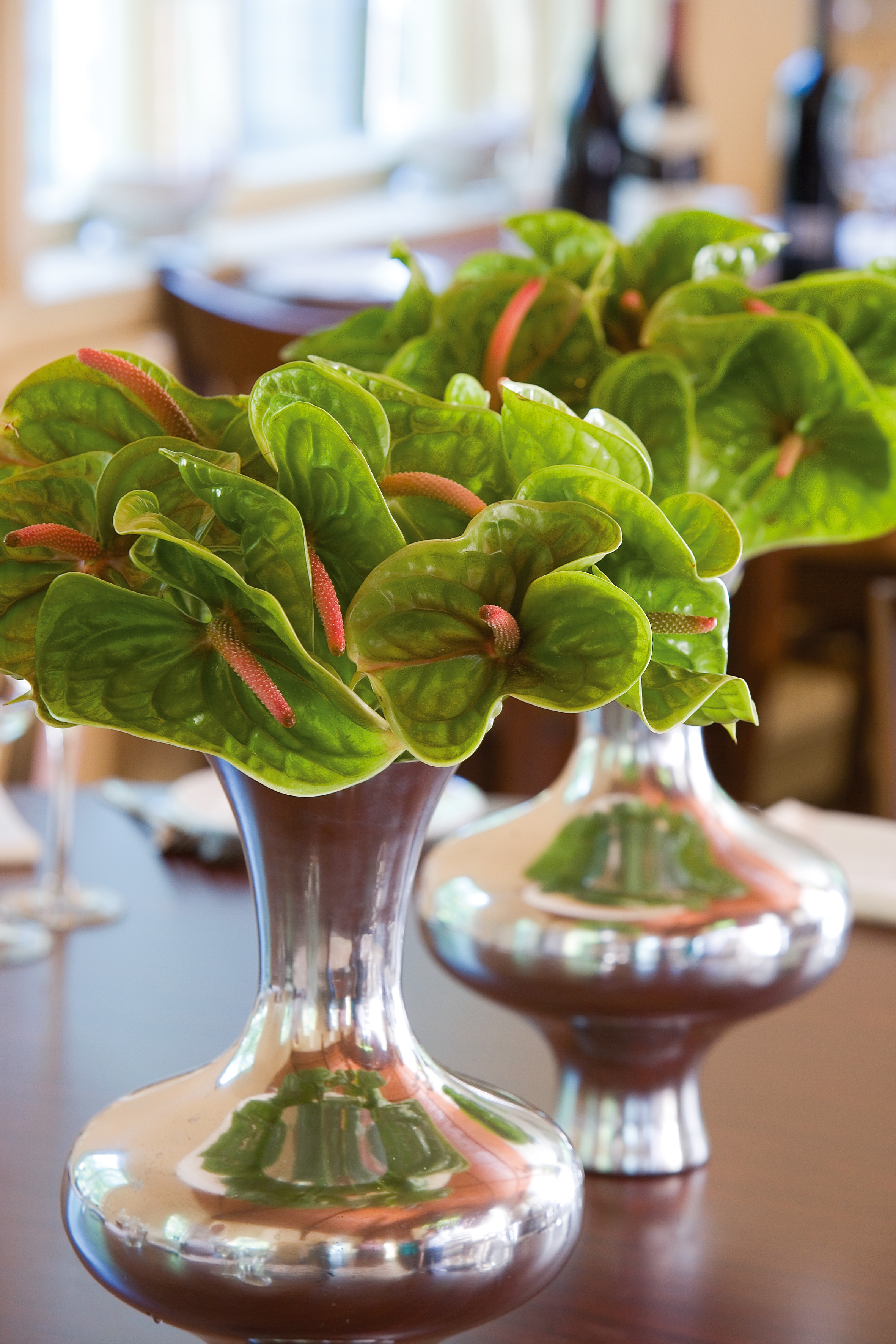 Pistache - Anthurium cut flowers | Anthura