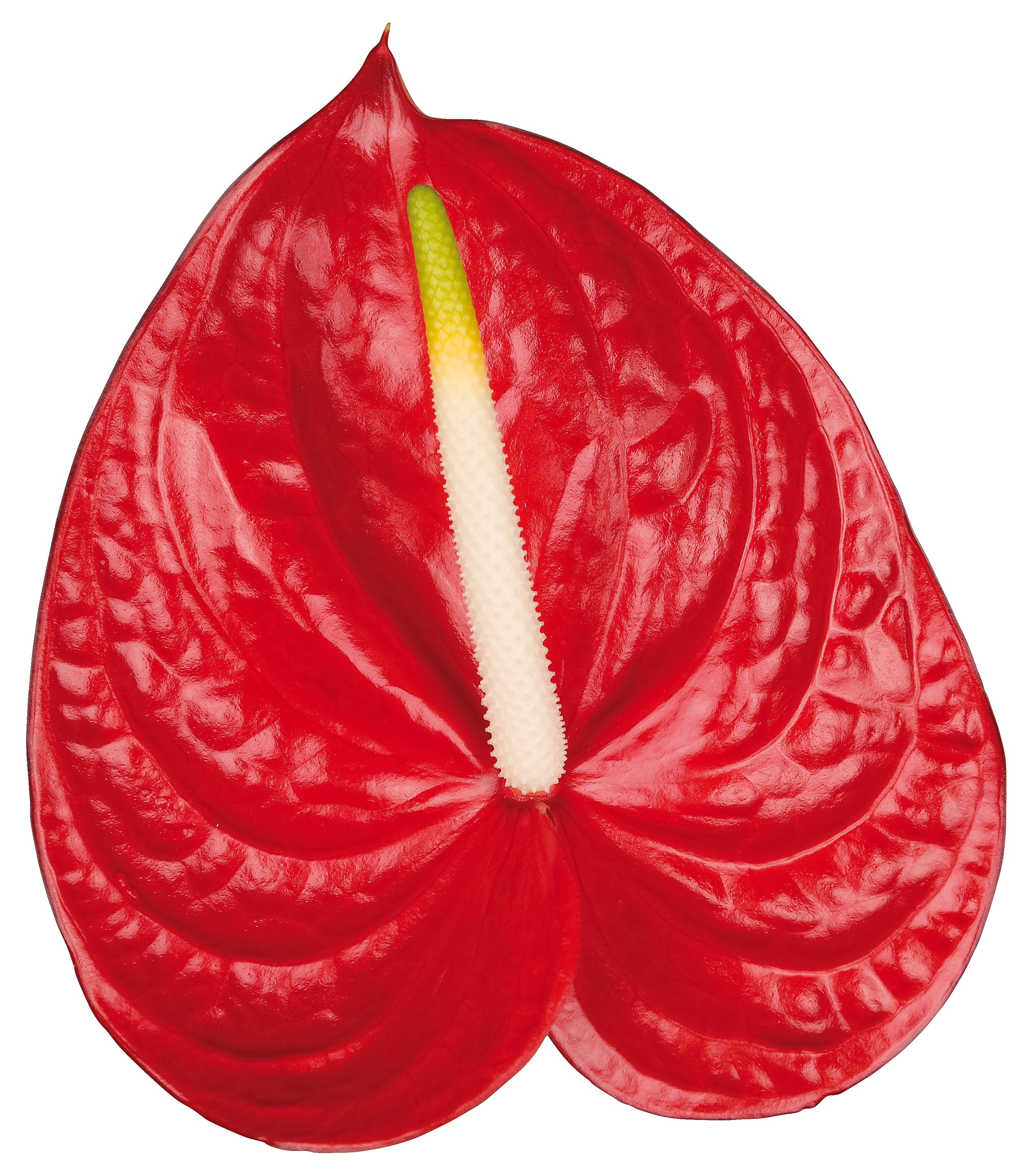 Carisma - Anthurium cut flowers | Anthura