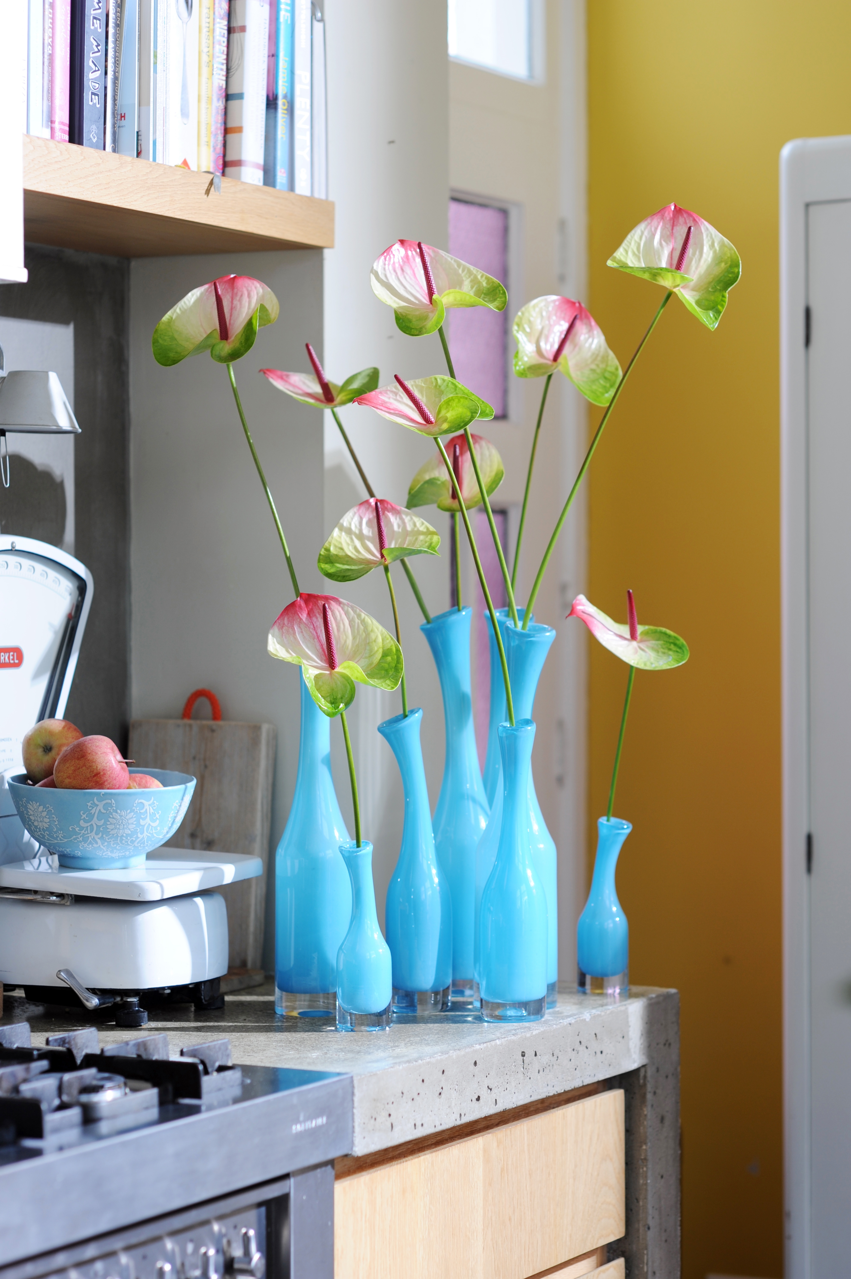 Zafira - Anthurium cut flowers | Anthura