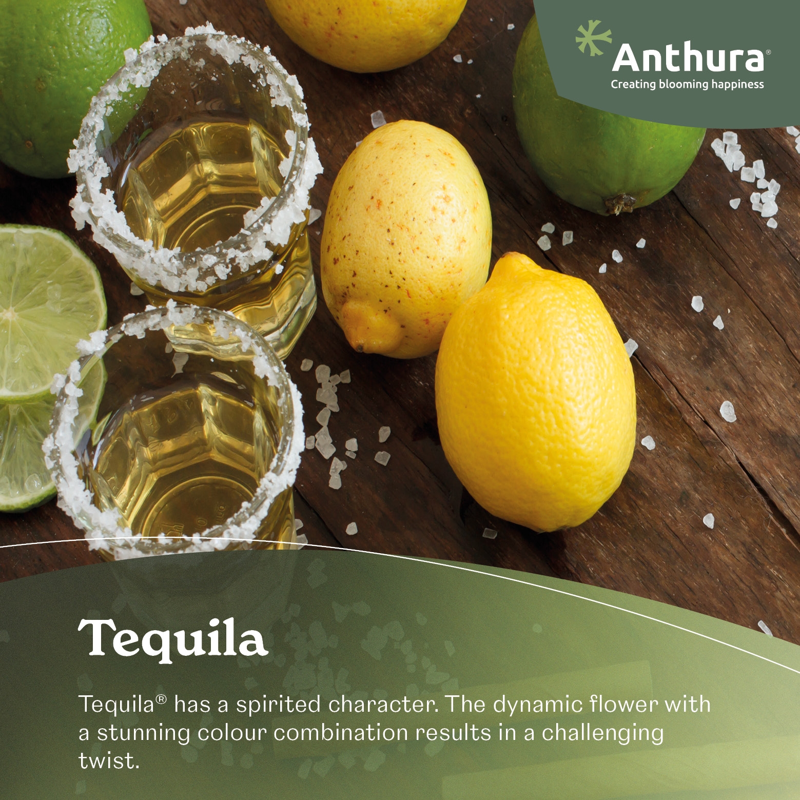 Tequila - Anthurium cut flowers | Anthura