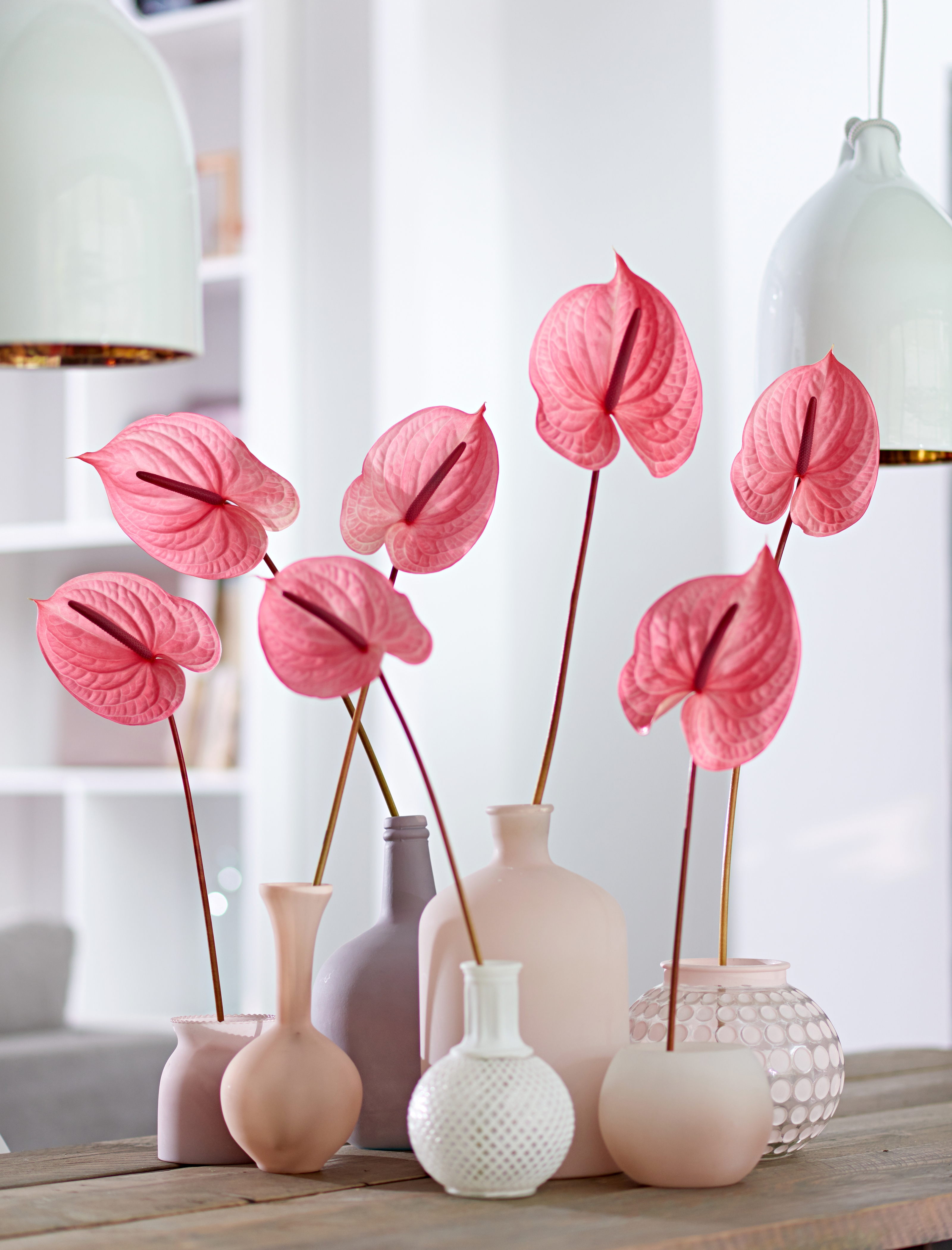 Candy - Anthurium cut flowers | Anthura