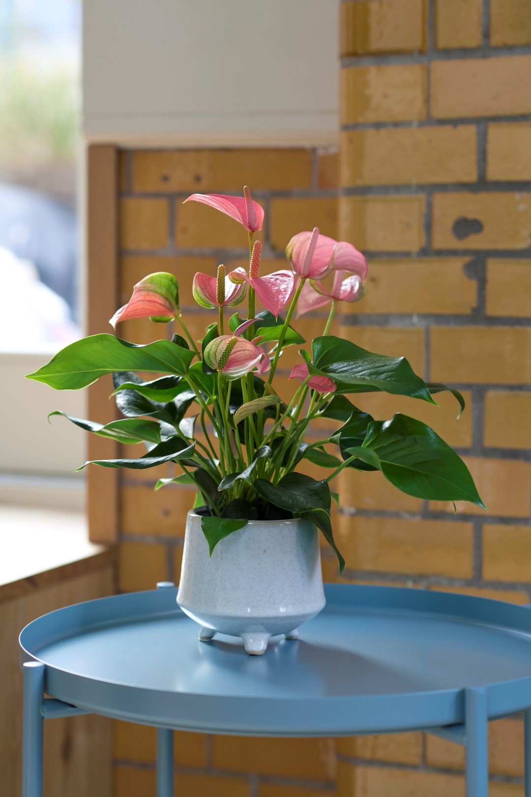 Joli Blush - Anthurium pot plants | Anthura