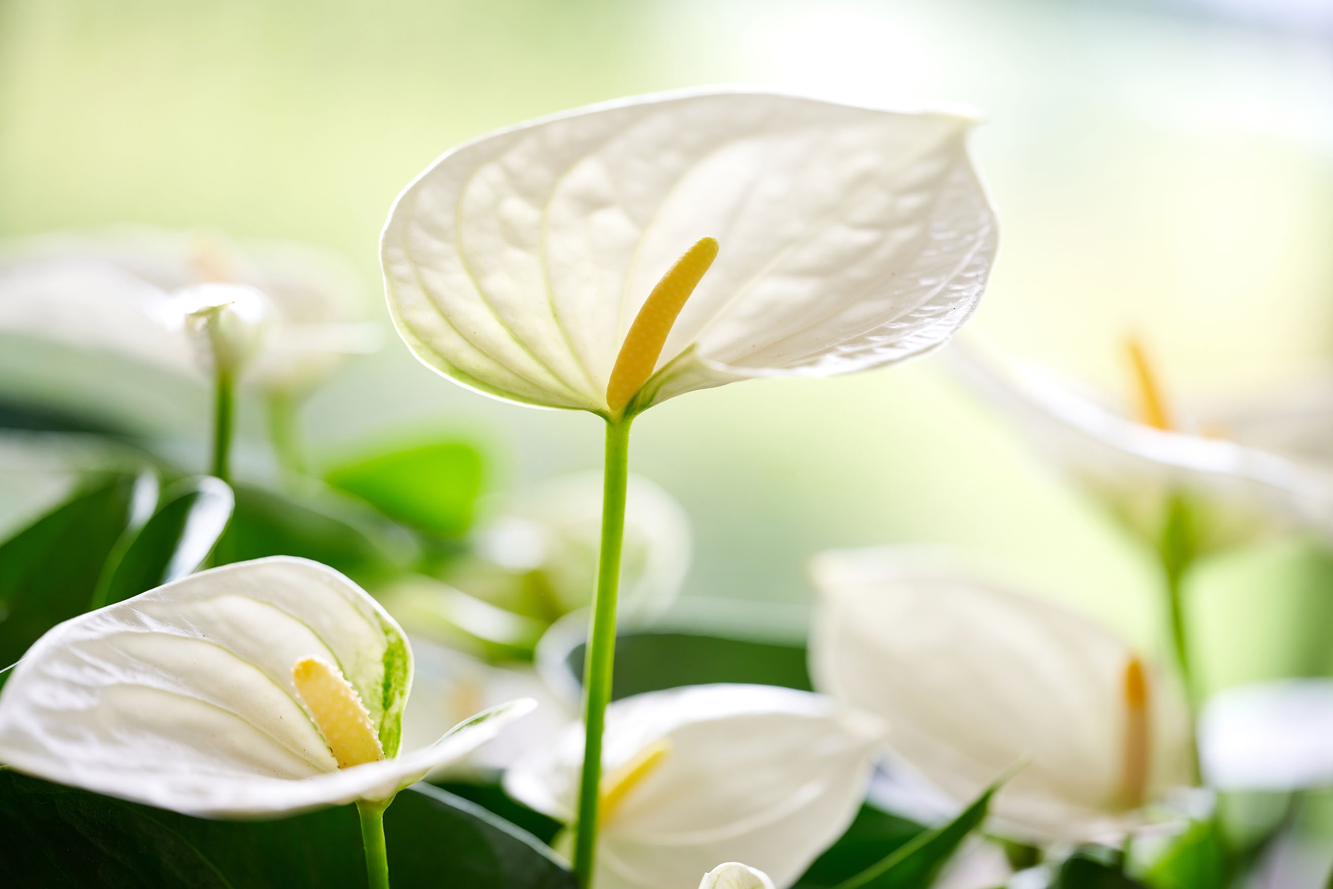 Chill - Anthurium pot plants | Anthura