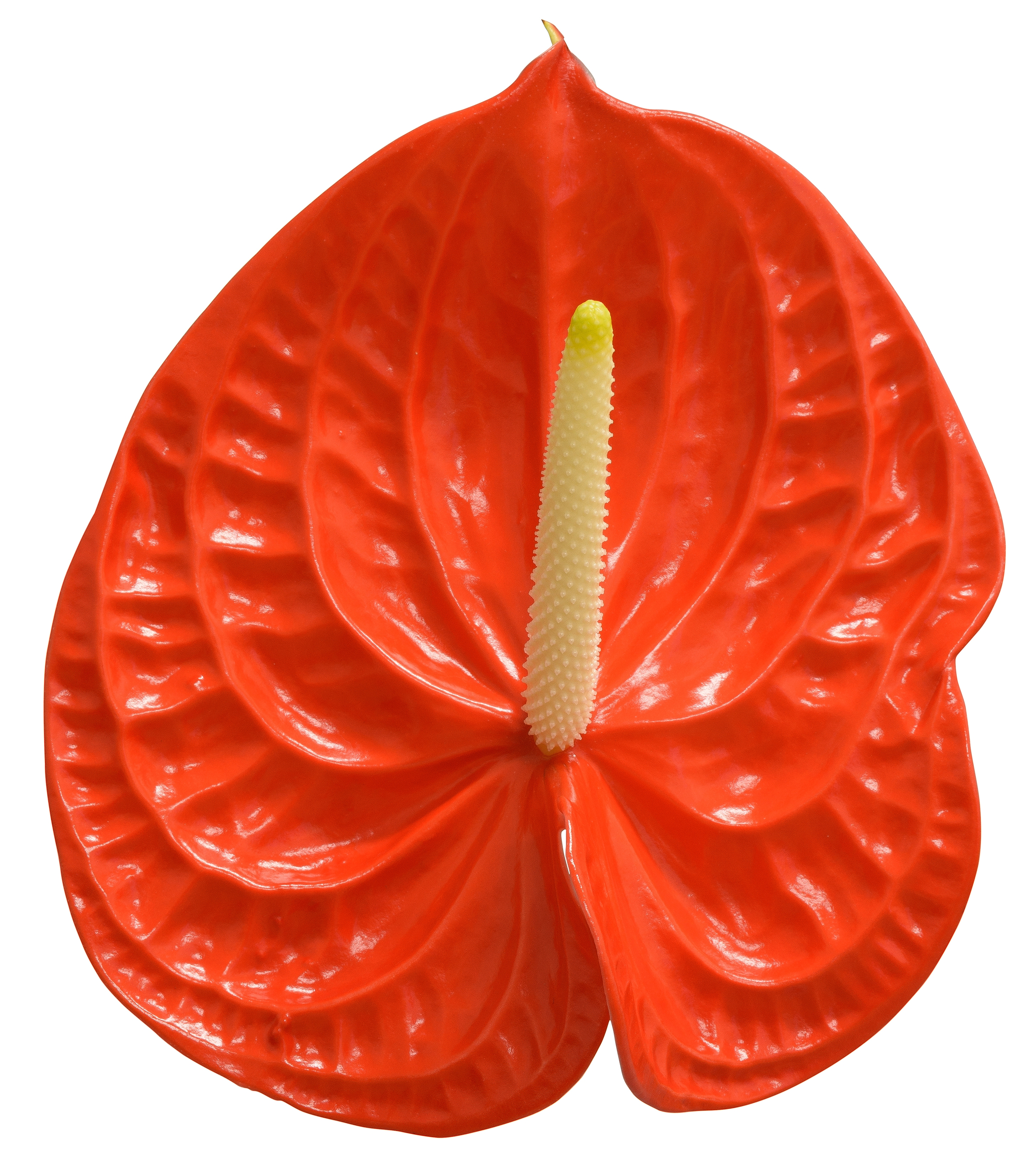 Naranja - Anthurium cut flowers | Anthura