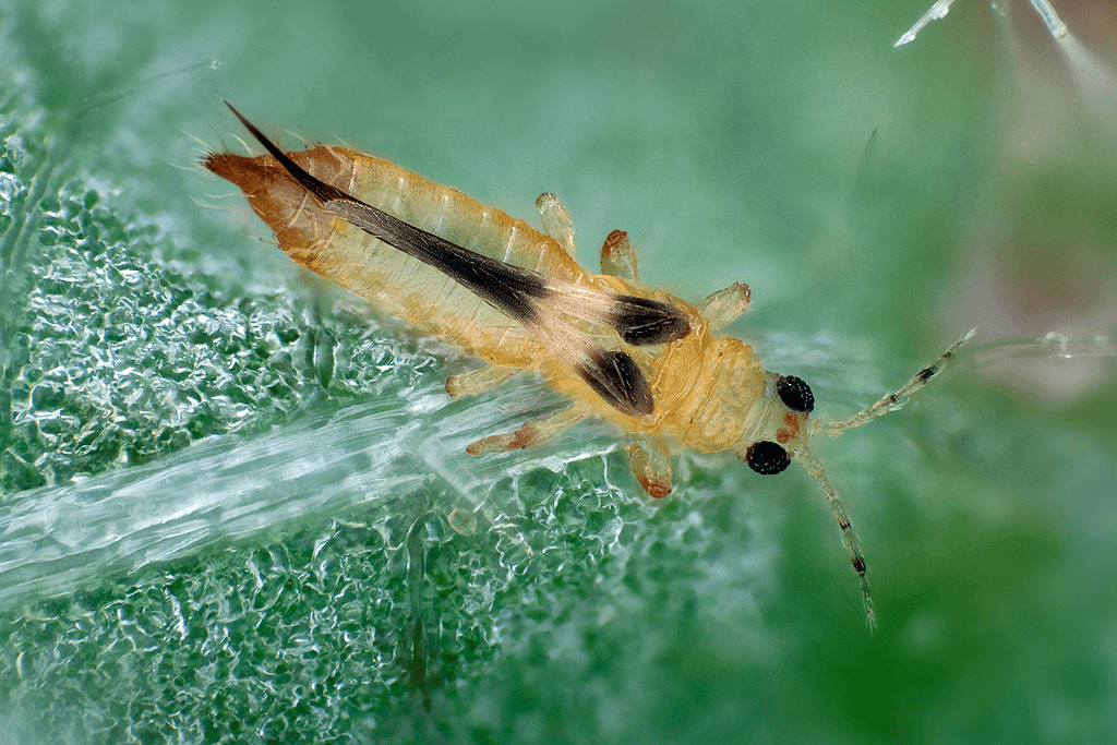 Effective Thrips Control in Anthurium - Anthura's Proven Methods