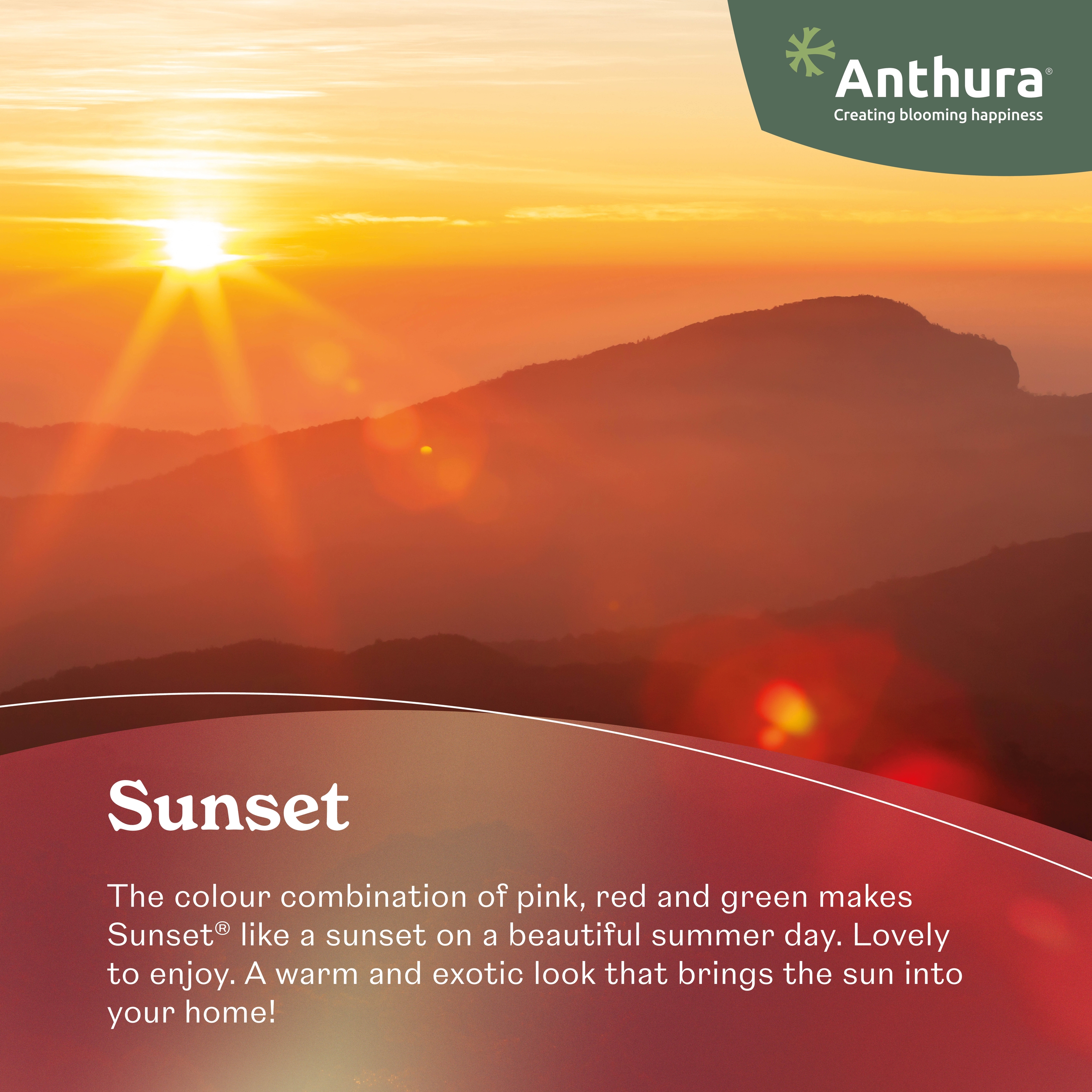 Sunset® - Anthurium pot plants | Anthura