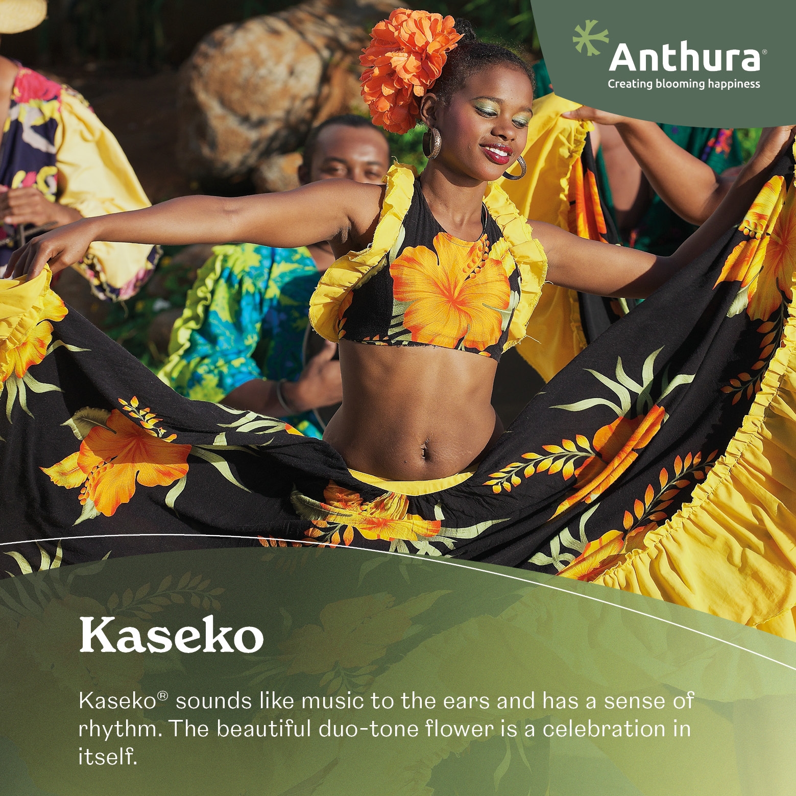 Kaseko® - Anthurium cut flowers | Anthura