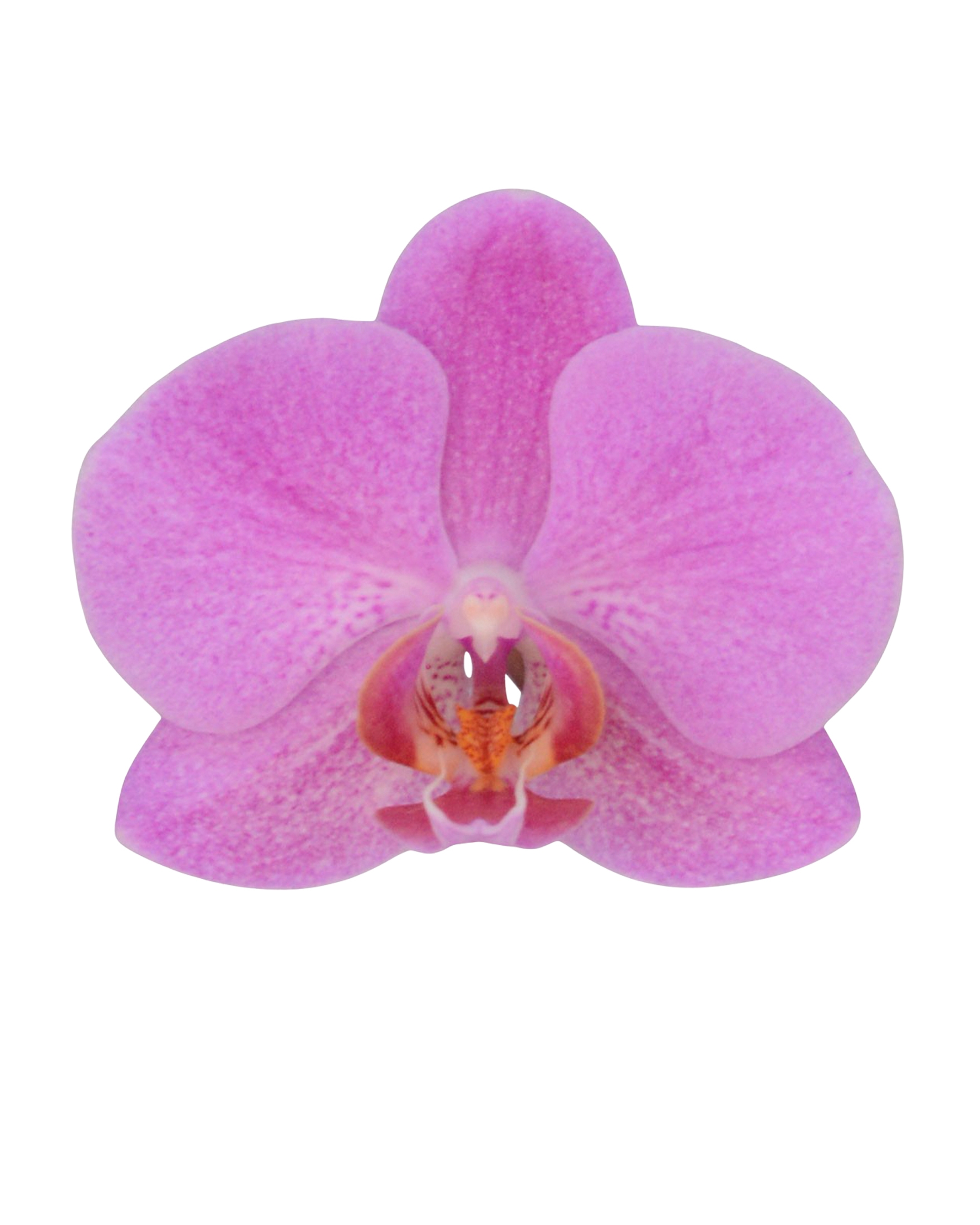 ◆ｍａｙｕｒｉａ◆ Fredrikstad - Phalaenopsis pot plants | Anthura