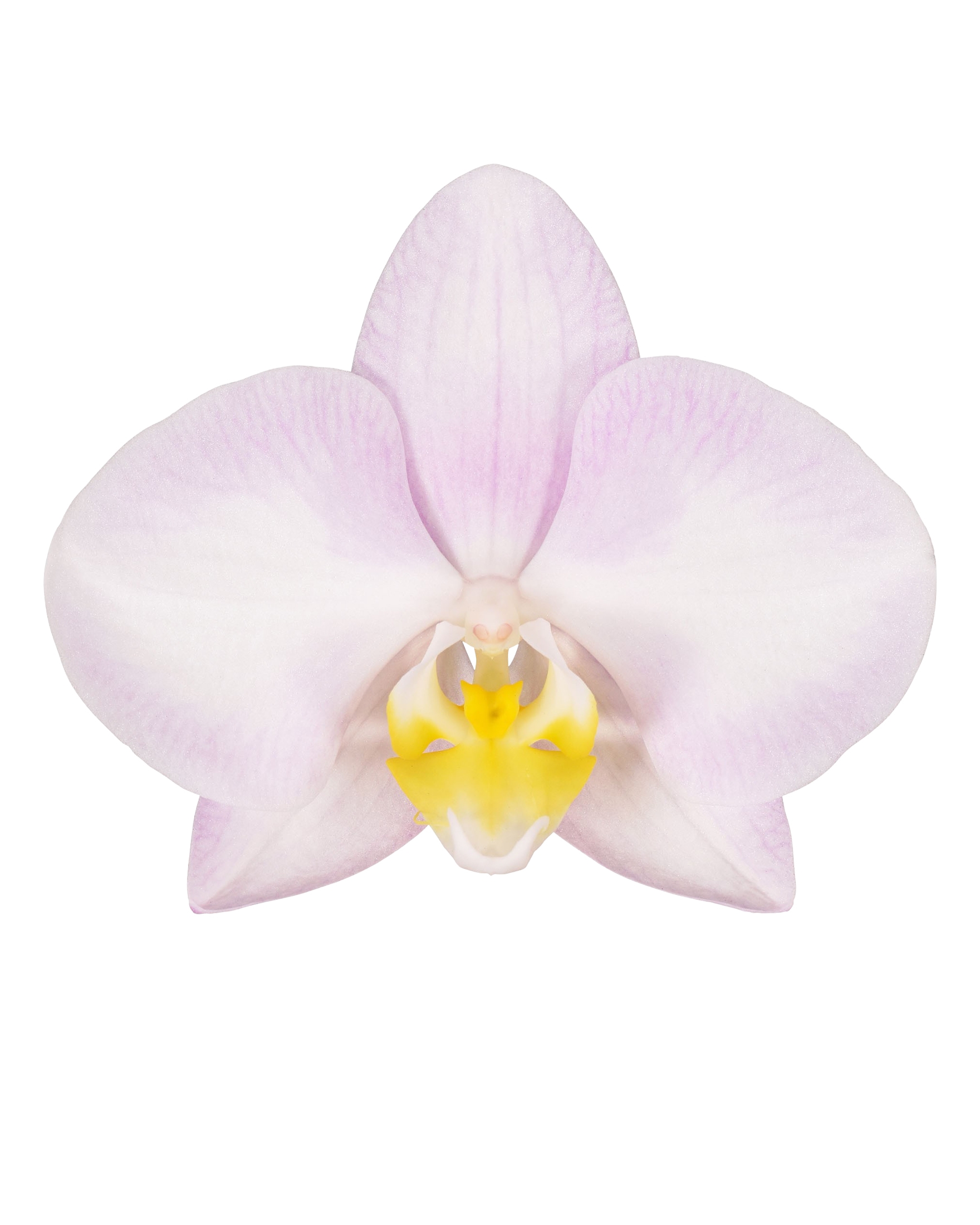 enphalaenopsis-pot-lilac-