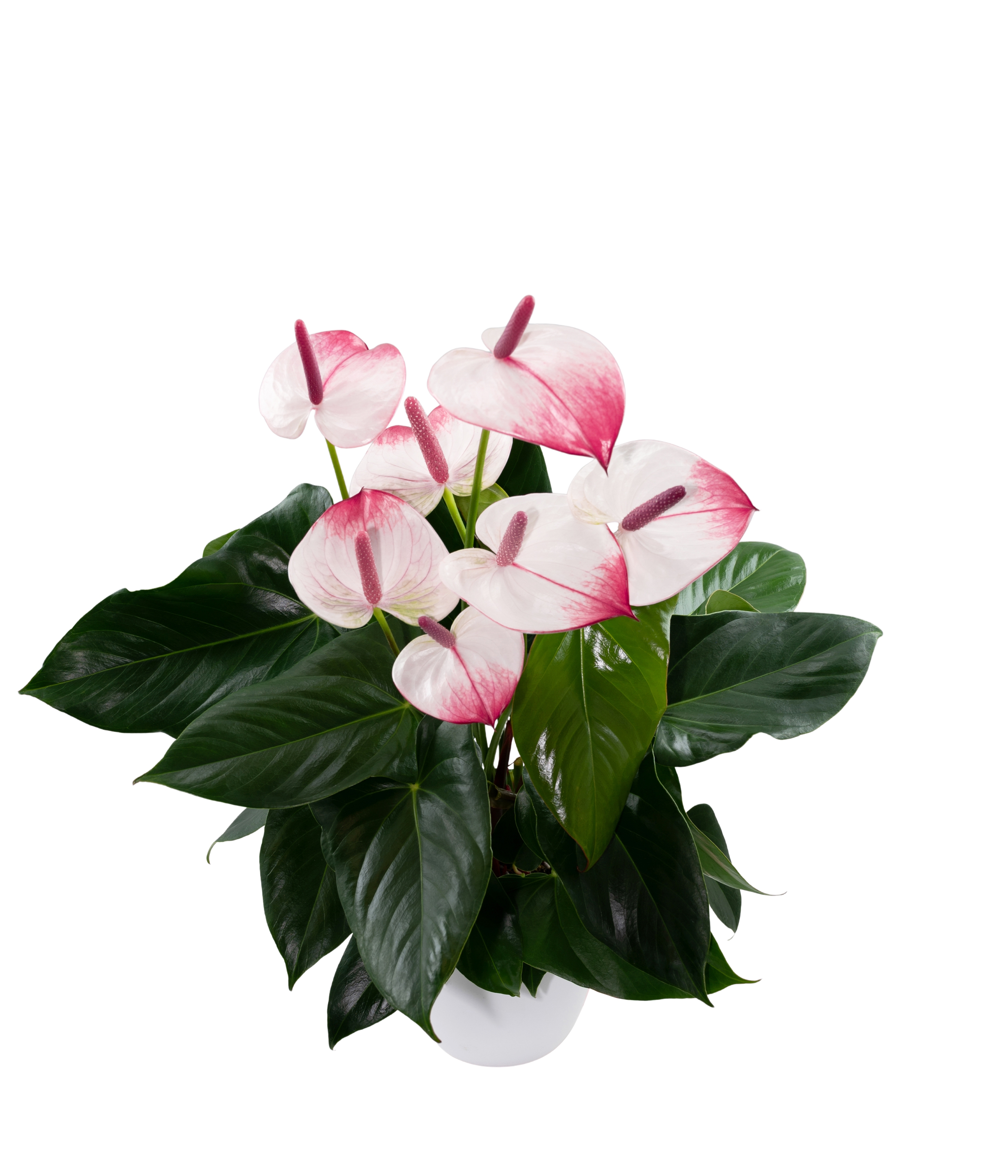 Lipa® Pink Grande - Anthurium pot plants | Anthura