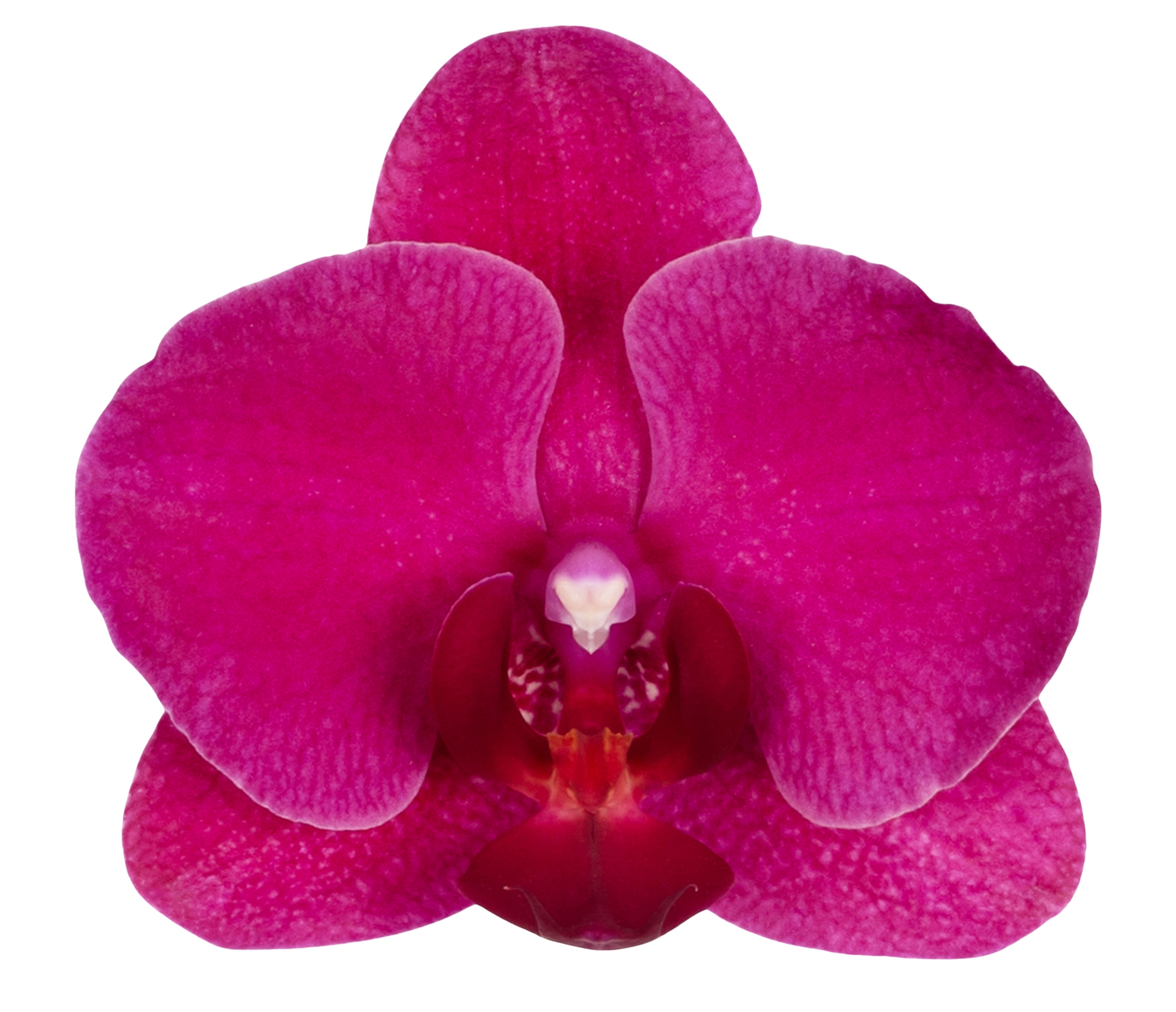 Montreux - Phalaenopsis snijbloemen | Anthura